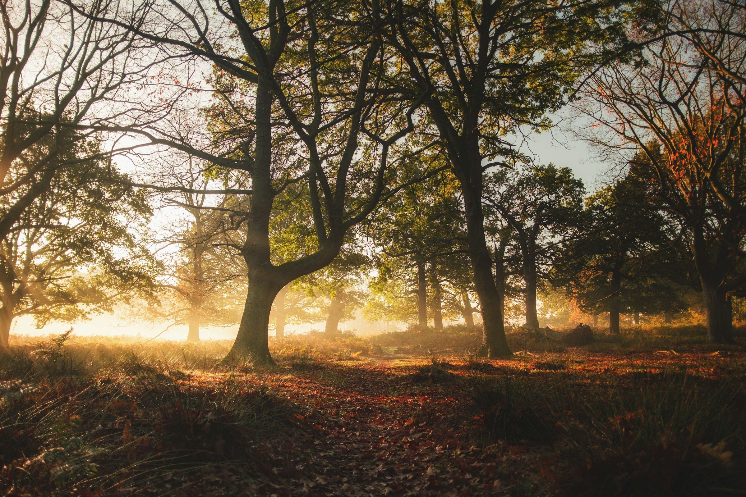 Low morning sun through mist in a beech wood