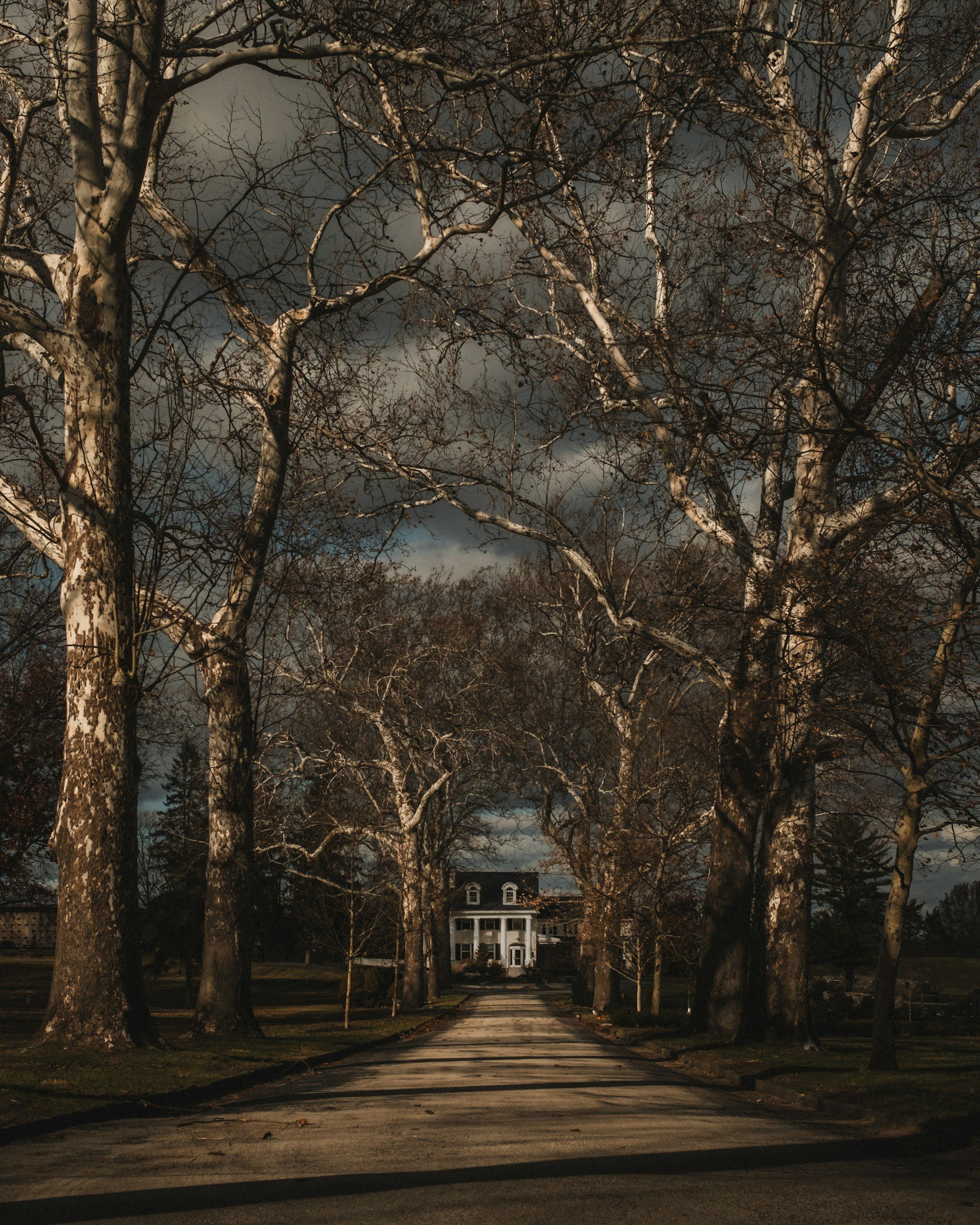 Bare trees along a long drive, with a house beyond